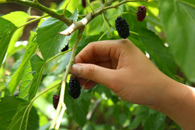 桑葚采摘 桑葚上市 桑甚果