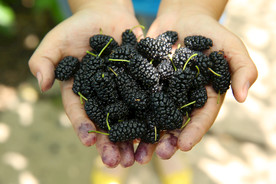 桑葚采摘 桑葚上市 桑甚果