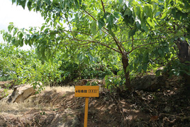 桑葚采摘 桑葚上市 桑甚果