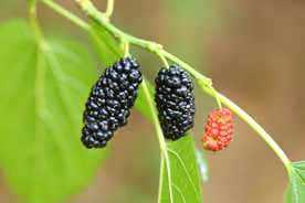 桑葚采摘 桑葚上市 桑甚果