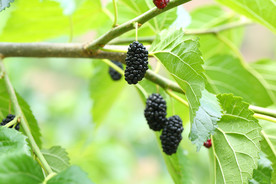 桑葚采摘 桑葚上市 桑甚果