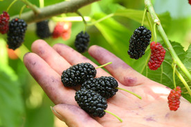 桑葚采摘 桑葚上市 桑甚果