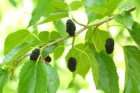 桑葚采摘 桑葚上市 桑甚果