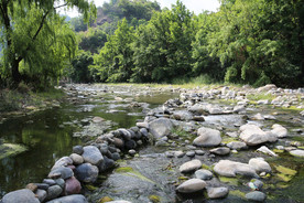 桑葚采摘 桑葚上市 桑甚果