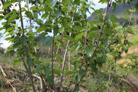 桑葚采摘 桑葚上市 桑甚果