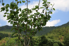 桑葚树 桑葚上市 桑甚果