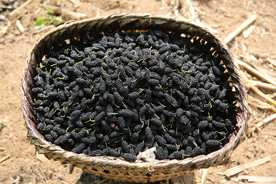 桑葚采摘 桑葚上市 桑甚果