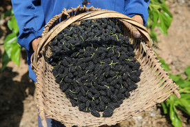 桑葚采摘 桑葚上市 桑甚果