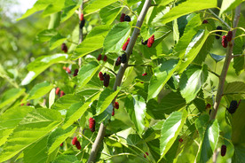 桑葚采摘 桑葚上市 桑甚果