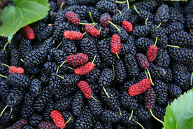 桑葚采摘 桑葚上市 桑甚果