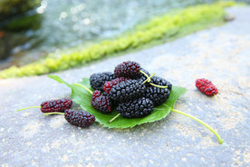 桑葚采摘 桑葚上市 桑甚果