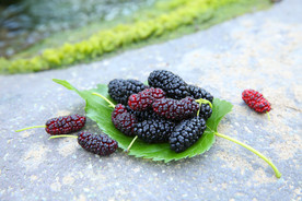 桑葚采摘 桑葚上市 桑甚果