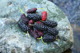 桑葚采摘 桑葚上市 桑甚果