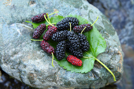 桑葚采摘 桑葚上市 桑甚果