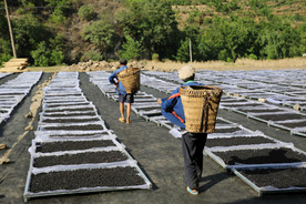 桑葚采摘 桑葚上市 桑甚果