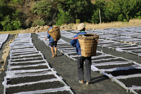 桑葚采摘 桑葚上市 桑甚果