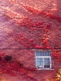 浪漫校园红墙与爬山虎