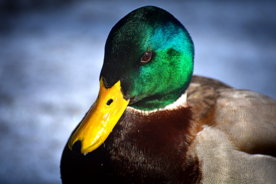 绿头鸭