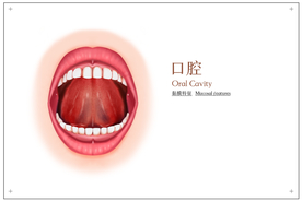 口腔构造社会公益展板素材