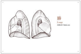 肺部构造社会公益展板素材