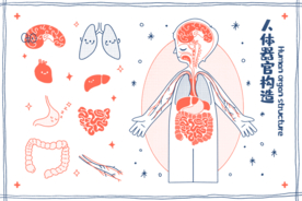 人体器官构造社会公益展板素材