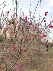 桃花林