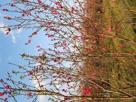 桃花林