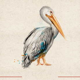 矢量动物 矢量植物 插画 手绘