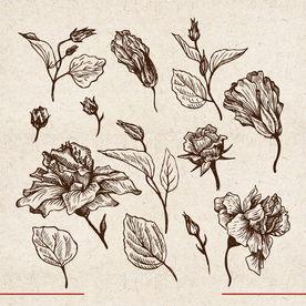 矢量动物 矢量植物 插画 手绘