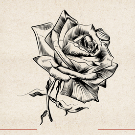 矢量动物 矢量植物 插画 手绘