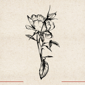 矢量动物 矢量植物 插画 手绘