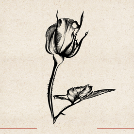 矢量动物 矢量植物 插画 手绘