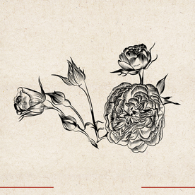 矢量动物 矢量植物 插画 手绘