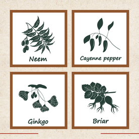 矢量动物 矢量植物 插画 手绘