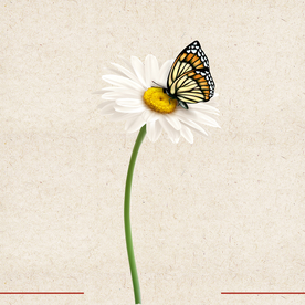 矢量动物 矢量植物 插画 手绘