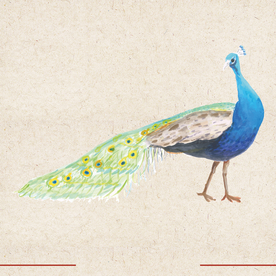 矢量动物 矢量植物 插画 手绘