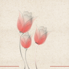 矢量动物 矢量植物 插画 手绘