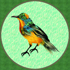 好看的高清 方巾 鸟 雀