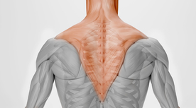 后背肌肉人体医学海报素材