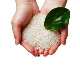 大米粮食食物节约海报素材