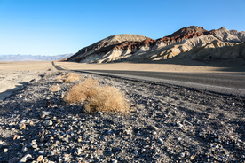 中式古典花鸟工笔画