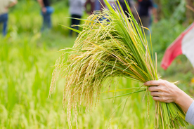 稻穗