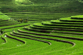 梯田