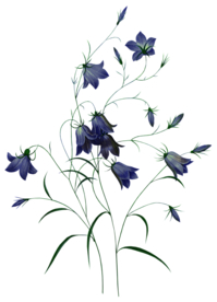 免扣风铃草元素图片