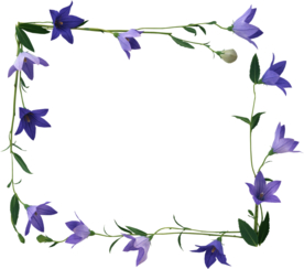 免扣风铃草元素图片