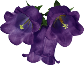 免扣风铃草元素图片