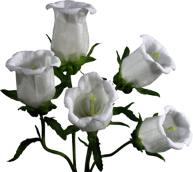 免扣风铃草元素图片