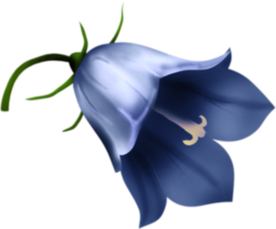 免扣风铃草元素图片