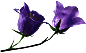 免扣风铃草元素图片