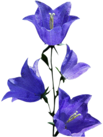 免扣风铃草元素图片